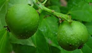 Image result for Croton megalobotrys