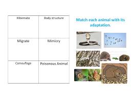 In these worksheets, students will observe how polar bears and camels adopted to the unique arctic and desert environments. Animals Adaptations Interactive Worksheet