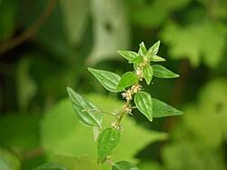 Image result for Pouzolzia parasitica