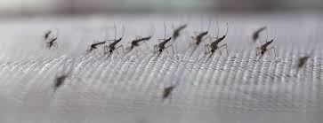 Vor 2 jahren waren es kleine motten die dann auch mein haus besetzten, in diesem jahr sind es (nach meiner recherche) trauerfliegen. Insektenschutz So Wird Das Haus Sicher Das Eigene Haus