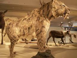 25 Extinct Animals That Scientists Want To De Extinct Smilodon Extinct Animals Prehistoric Animals