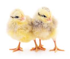 Ayam petelur sendiri adalah ayam betina dewasa yang dipelihara khusus hanya untuk diambil telurnya. Doc Ayam Dehidrasi Atasi Segera Dengan Cara Ini
