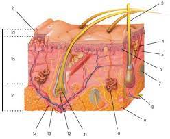Integumentary Skin Practice Quiz Skin Anatomy Layers Of Skin Skin
