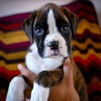 This is a diffusing subcategory of category:sportspeople from maryland. Boxer Puppies For Sale In Arizona Boxer Breeders And Information