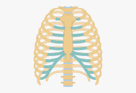 Clip Art Picture Of Human Ribs Unlabeled Rib Cage Diagram