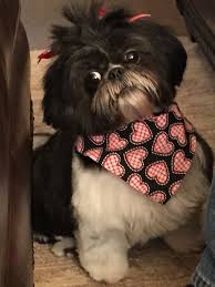 Lola My Baby She Lives In Houston Tx Shih Tzu Dog Shih Tzu Puppy Happy Dogs