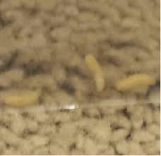 Maybe you would like to learn more about one of these? Small White Worms In The Bathroom All About Worms