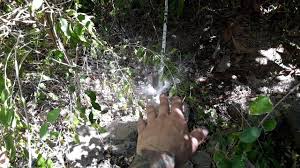 Using this formula can help you to set your irrigation system up to meet the needs of your fruit trees. What Time Of The Day And How Often Do I Water My Fruit Trees Youtube