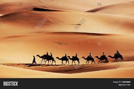 Camel caravan going through the sand dunes in the sahara desert, morocco. Camel Caravan Sahara Image Photo Free Trial Bigstock