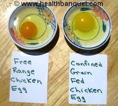 Regulation Of Free Range Systems For Chicken Health And Welfare Debating Science