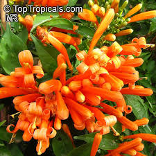 Image result for Pyrostegia