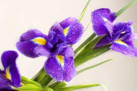 Lavender Flower Meaning In Bengali Best Flower Wallpaper