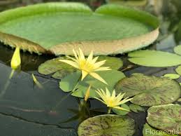 Being heavy, they can be used for water gardening as they prevent the water from getting soiled. Water Lilies Flower Types Colors And Pictures Florgeous