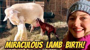 Experience Newborn Lambs Take Their First Breath and First Steps!