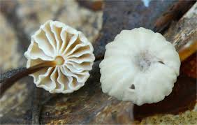 Image result for Marasmius rotula
