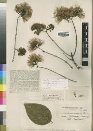 Image result for Combretum holstii