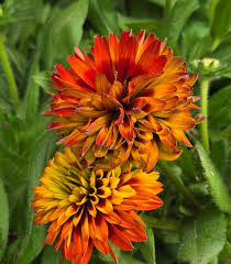 Image result for Rothia hirsuta