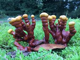 Image result for Ganoderma curtisii