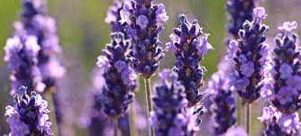 Check out amazing lavendel artwork on deviantart. Lavendel Jetzt Schneiden Auch Wenn Es Weh Tut Garten Fraulein Der Garten Blog