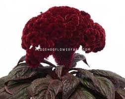 Image result for Celosia nervosa