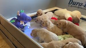 From there you can see photos of their pups, find. Ten Golden Retriever Puppies Sit Adorably Transfixed By A Purple Dragon Reading To Them At Storytime