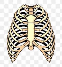 | # rib cage png & psd images. Rib Cage Images Rib Cage Transparent Png Free Download