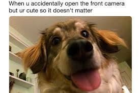 Best dank cat memes part 11 hilarious. 28 Funniest Dog Memes Best Viral Dog Jokes And Pictures