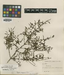 Image result for Tinnea eriocalyx