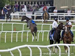 New Job For That One Horses Funny Horses Racing Form