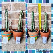 Image result for Euphorbia confinalis