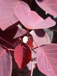 Image result for Euphorbia cotinifolia