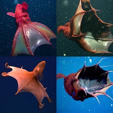 The Vampire Squid Looks A Little Bit Like A Squid And A Little Bit Like An Octopus It Has A Soft Jelly Like Body That Mo Vampire Squid Weird Animals Tentacle