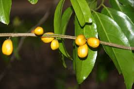 Image result for Casearia gladiiformis