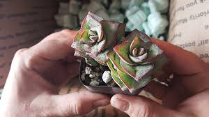 The succulent source is the most loved by many. The Succulent Source Review Unboxing Video
