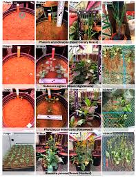 Image result for Sphaeranthus gomphrenoides