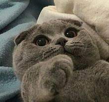 She'll follow you around and even ride on your shoulder. Scottish Fold Wikipedia