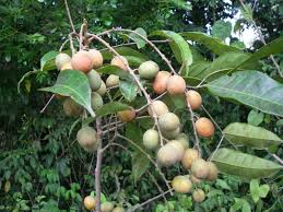 Image result for Pachylobus