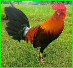 Isi video ini kami rangkum dari berbagai sumber, baik berupa gambar maupun video. 8 Jenis Ayam Aduan Terkuat Dan Terbaik Saat Ini Daftarhewan Com