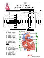 Tangstar science animal cell diagram crossword answer key. Heart Diagram Crossword Docx Name Date Human Heart Diagram Crossword 1 2 3 4 5 6 7 10 8 9 11 12 13 14 15 16 17 18 19 20 21 22 23 Course Hero