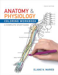 Essentials of human anatomy & physiology, 11th edition. Marieb Anatomy Physiology Coloring Workbook A Complete Study Guide Pearson