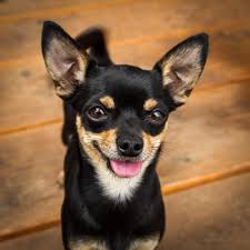 When do chihuahua puppies open their eyes? What Is A Molera Or Soft Spot In Chihuahuas