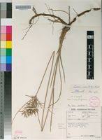 Image result for Cyperus maculatus