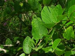 Image result for Polhillides