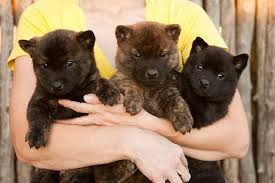 Read about height, weight, temperament, good with children, activity. Kai Ken Haru Puppies Teddy Bear Dog Puppies Bear Dog