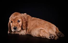 Golden Cocker Retrievers For Sale Golden Cocker Retriever Puppies Vip Puppies
