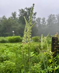 Image result for Acalypha racemosa