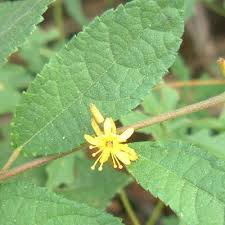 Image result for Triumfetta trichocarpa