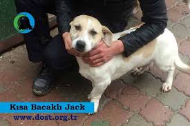 Kisa Bacakli Jack Dost Dernegi