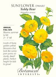Check spelling or type a new query. Annual Biennial Flower Plant Seeds Teddy Bear Sunflower 125 Seeds Free Shipping Non Gmo Dwarf Container Pots Usa Plants Seeds Bulbs