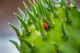 One technique is to cut a clean sponge into cubes about 1/2 to 3/4 inch on a side, then get these soaking with water and toss them into the. Good Vs Bad Ladybugs In Your Garden How To Tell The Difference Dengarden